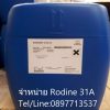 Rodine 31A